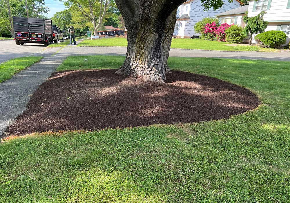 Tree Service & Landscaping In West Orange NJ