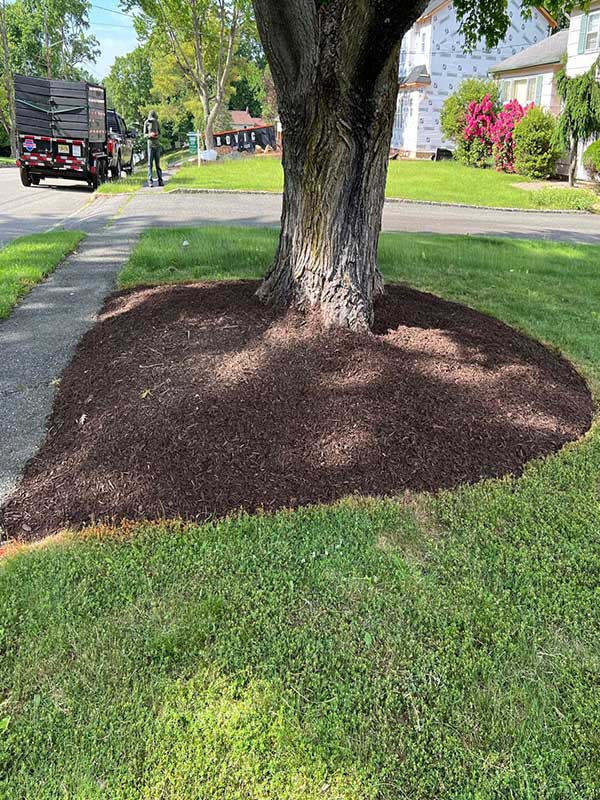 tree-landscaping-west-orange-USA