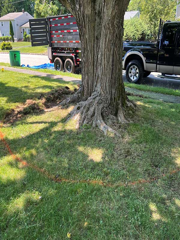 tree-landscaping-west-orange